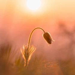 Eine Blume zeigt Ruhe und Gelassenheit in der Natur